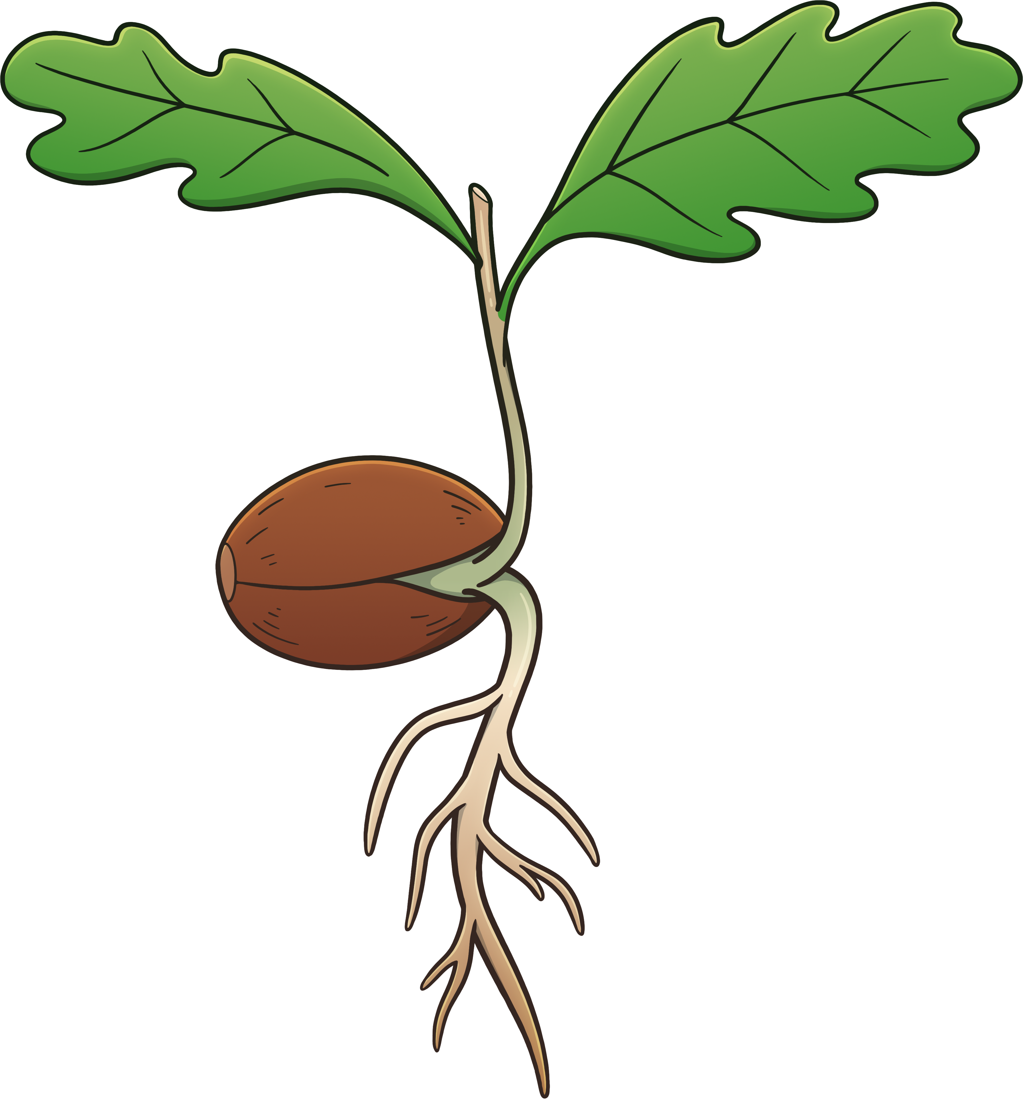 Rising Together Logo Icon of a Sprouting Seedling